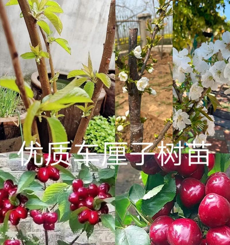 樱桃盆栽怎么种植方法？有哪些步骤和注意事项？