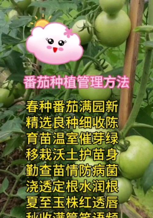 西红柿怎么种植方法？从播种到收获的全过程指南？