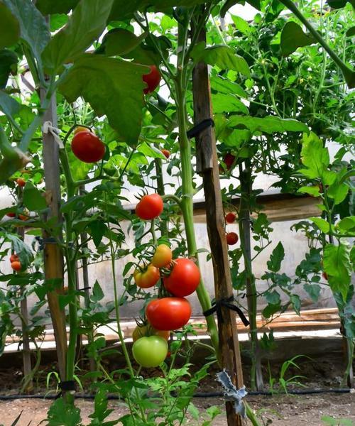 西红柿怎么种植方法？从播种到收获的全过程指南？