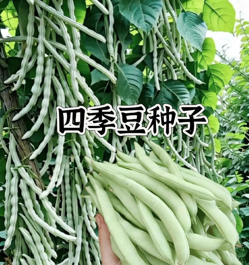 四季豆催芽后播种方法是什么？播种后需要注意哪些问题？