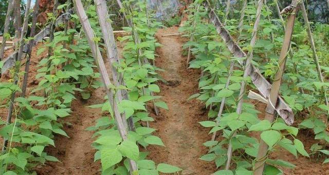 四季豆催芽后播种方法是什么？播种后需要注意哪些问题？