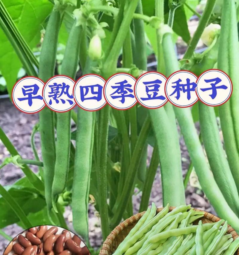 四季豆催芽后播种方法是什么？播种后需要注意哪些问题？