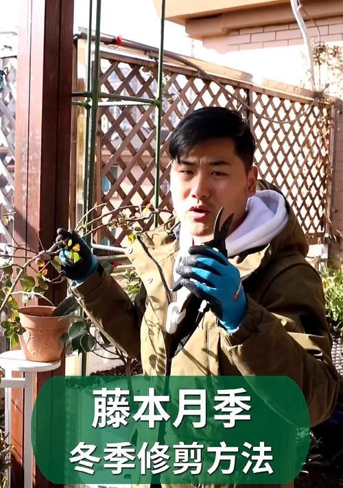 冬季修剪枝条的正确方法是什么？修剪后如何促进植物恢复生长？