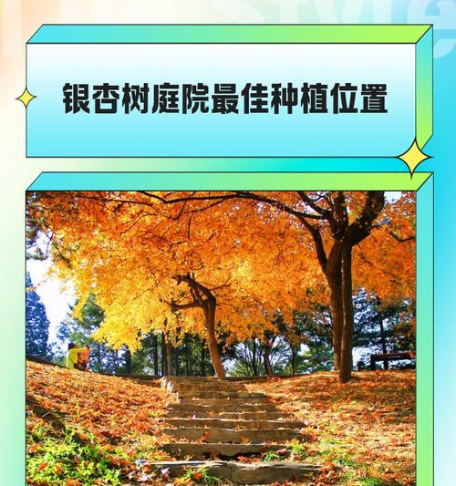 小银杏怎么种植？种植方法有哪些常见问题？