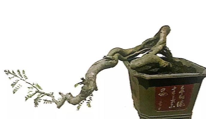 油柑枝修剪枝条的最佳时机是什么时候？修剪后如何促进新枝生长？