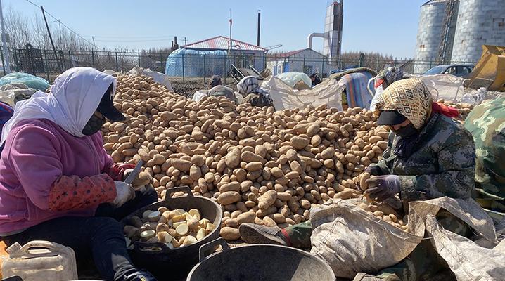 土豆装筐催芽怎么做？步骤和注意事项是什么？