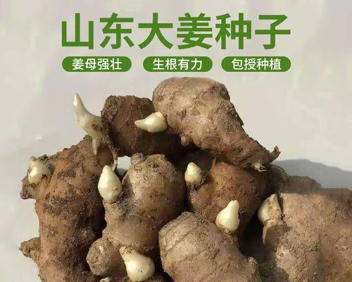 生姜催芽种子怎么种？步骤和注意事项是什么？