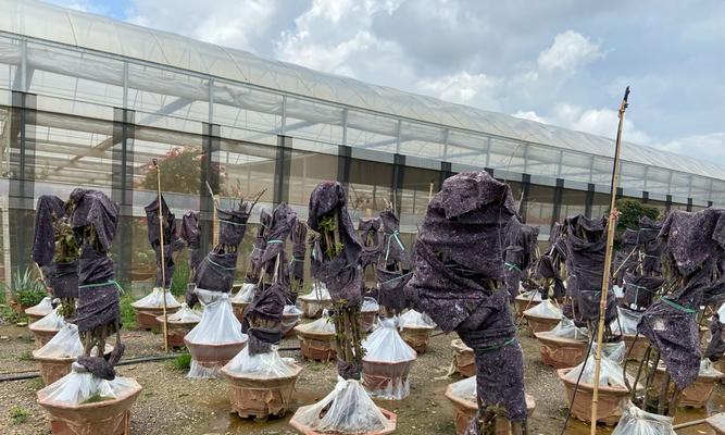 熟桩三角梅催芽方法是什么？需要多长时间才能发芽？