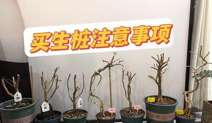 熟桩三角梅催芽方法是什么？需要多长时间才能发芽？