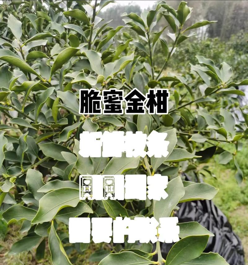 金桔修剪枝条的最佳时机是什么时候？修剪后如何护理？