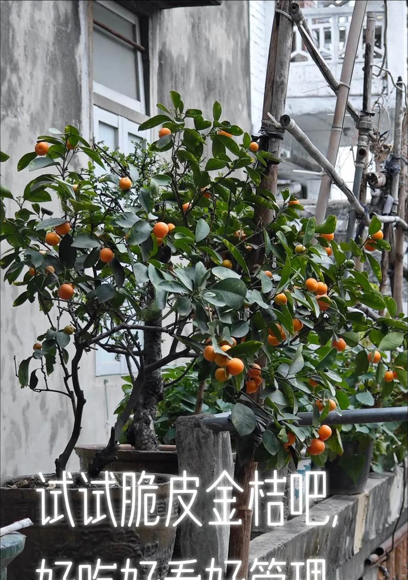 金桔修剪枝条的最佳时机是什么时候？修剪后如何护理？