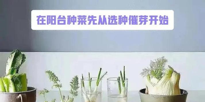 种菜心催芽方法是什么？如何提高发芽率？