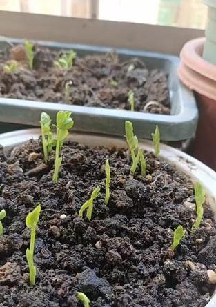 种菜心催芽方法是什么？如何提高发芽率？