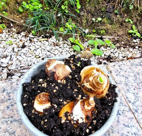种菜心催芽方法是什么？如何提高发芽率？