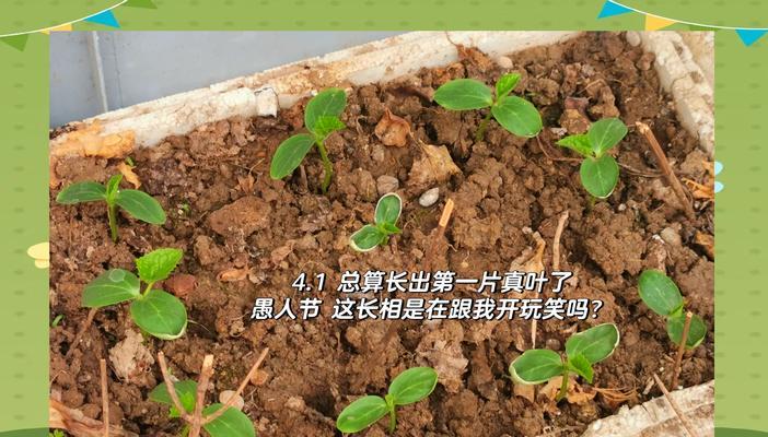 黄瓜籽催芽步骤是什么？如何确保发芽率高？