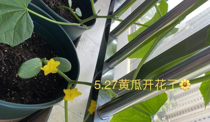 黄瓜籽催芽步骤是什么？如何确保发芽率高？