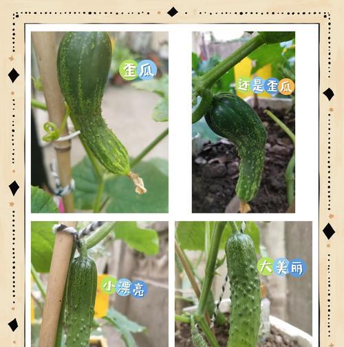 黄瓜籽催芽步骤是什么？如何确保发芽率高？
