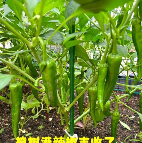 香樟籽不带皮如何进行催芽处理？