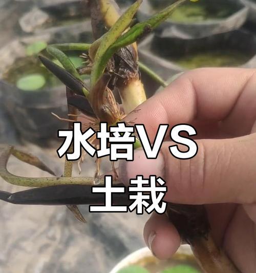碗莲放土种植方法是什么？如何正确进行碗莲土壤种植？