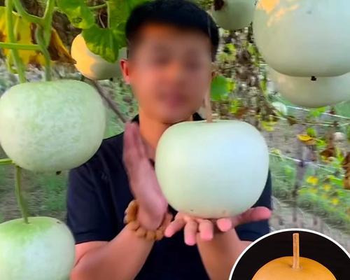 瓢瓜播种种植方法是什么？如何正确进行瓢瓜的播种和种植？