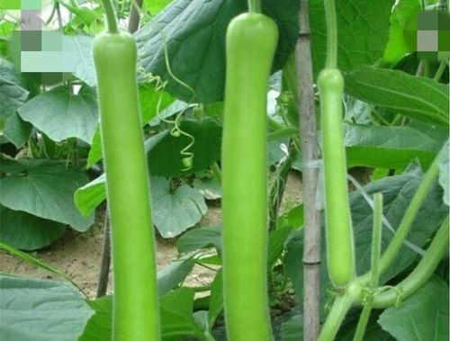 瓢瓜播种种植方法是什么？如何正确进行瓢瓜的播种和种植？