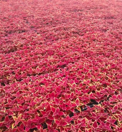 菜叶草种植方法有哪些？如何确保种植成功？
