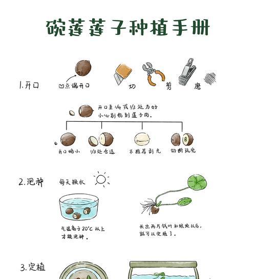 碗莲种植方法有哪些步骤？用水种植碗莲需要注意什么？