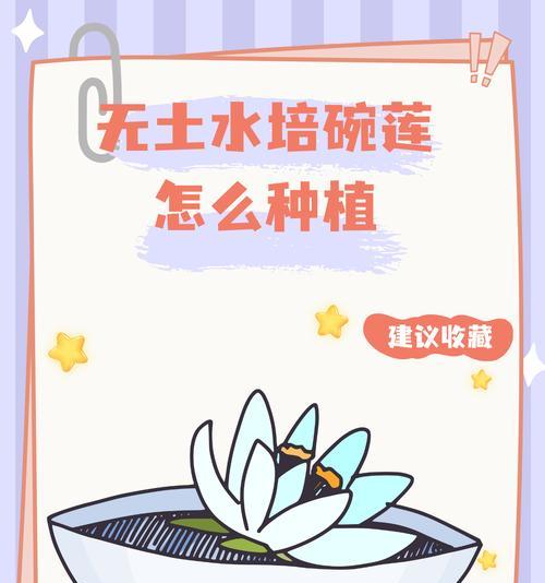 碗莲种植方法有哪些步骤？用水种植碗莲需要注意什么？