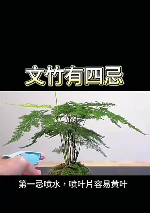 文竹稀疏修剪枝条的方法是什么？如何让文竹恢复茂盛？