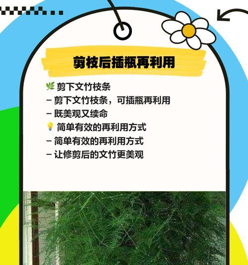 文竹稀疏修剪枝条的方法是什么？如何让文竹恢复茂盛？