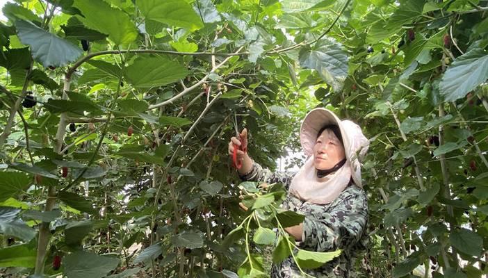 桑葚枝叶修剪技巧有哪些？如何正确修剪桑葚枝条？