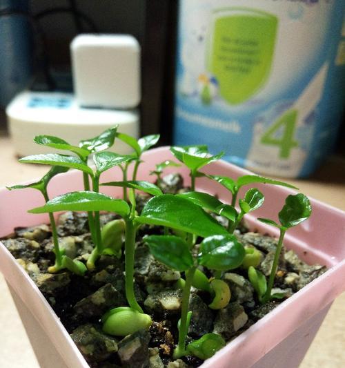 橘子种子催芽发霉了怎么办？有效预防和处理方法是什么？