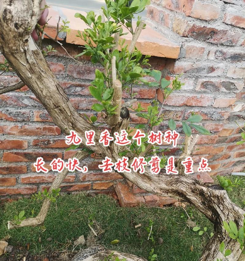 黄藤修剪枝条的最佳时机是什么时候？修剪方法有哪些？
