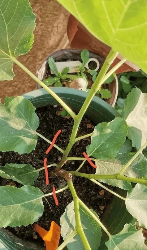 黄藤修剪枝条的最佳时机是什么时候？修剪方法有哪些？