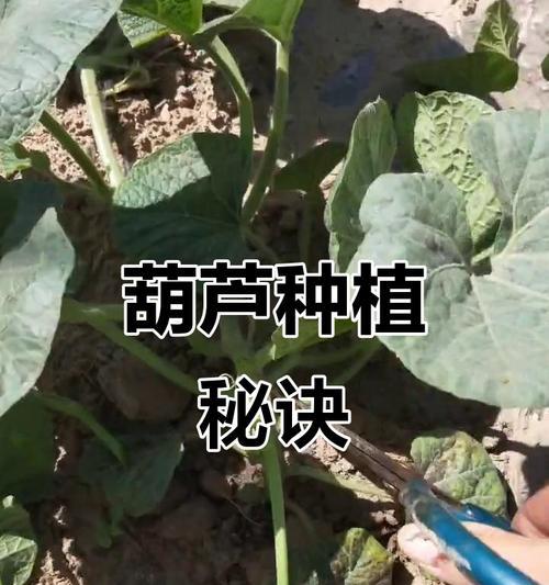 连枝葫芦怎么种植方法？种植过程中需要注意哪些问题？