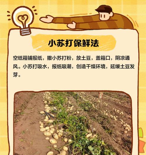 土豆种没发芽怎么催芽？有效催芽方法有哪些？