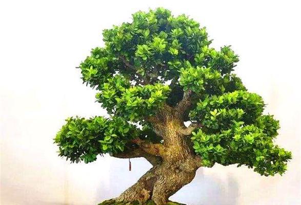 黄杨老枝催芽剂使用方法是什么？使用后多久见效？
