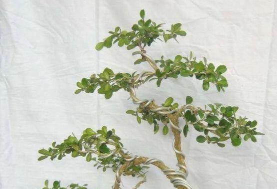 黄杨老枝催芽剂使用方法是什么？使用后多久见效？