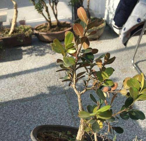 黄杨老枝催芽剂使用方法是什么？使用后多久见效？
