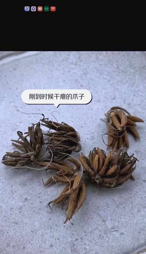 老鸦根催芽方法是什么？步骤和注意事项有哪些？