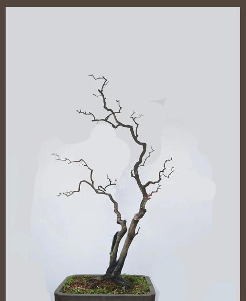 老鸦根催芽方法是什么？步骤和注意事项有哪些？