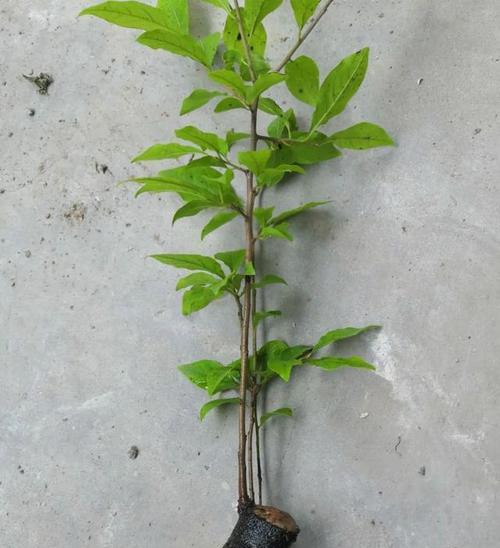 老鸦根催芽方法是什么？步骤和注意事项有哪些？