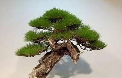 璎珞修剪枝条的最佳时机是什么时候？如何正确修剪以促进生长？