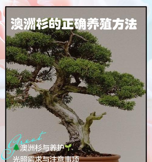 澳洲杉修剪枝尖的最佳时机是什么时候？如何正确修剪？