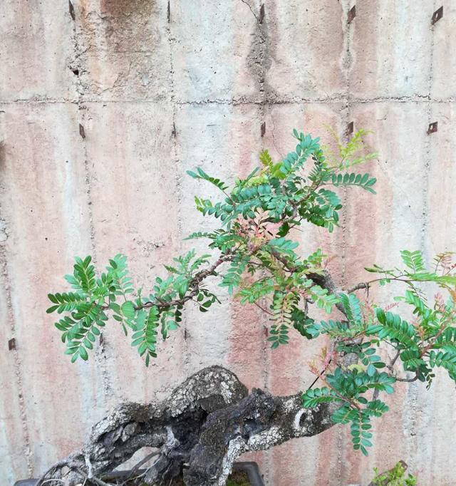 澳洲杉修剪枝尖的最佳时机是什么时候？如何正确修剪？