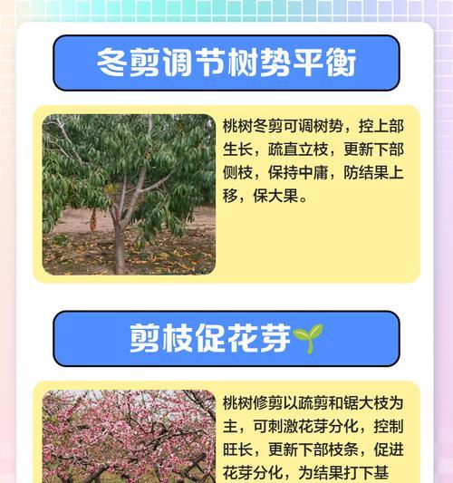 桃树从小怎么修剪枝条？修剪的最佳时期和方法是什么？