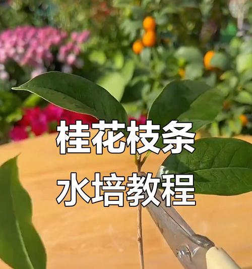 桂花秋冬修剪枝条的正确方法是什么？修剪后需要注意什么？