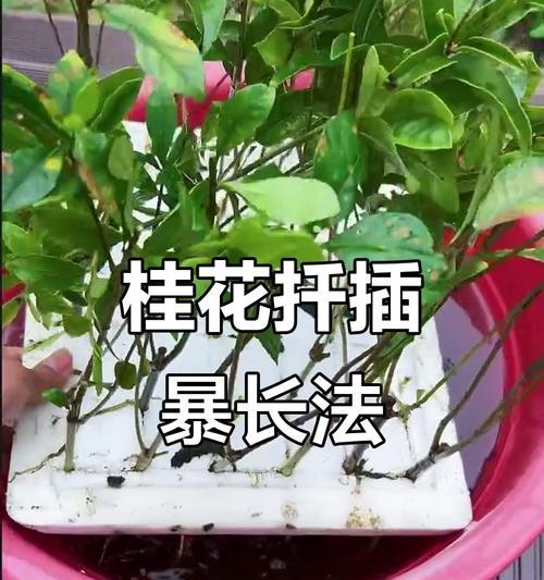 桂花秋冬修剪枝条的正确方法是什么？修剪后需要注意什么？