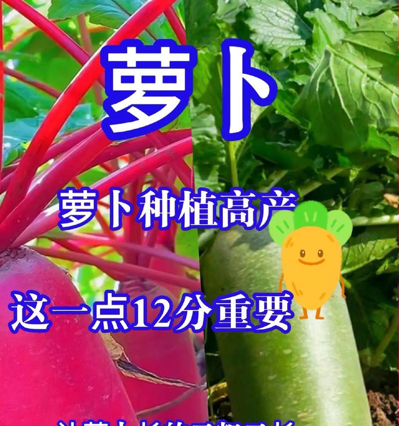 萝卜怎么种植方法？从播种到收获的全过程解析？