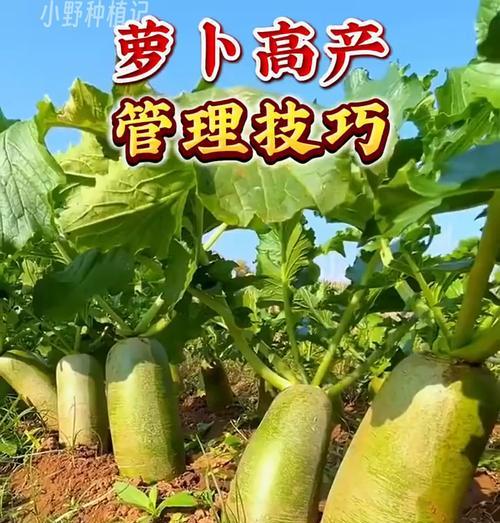 萝卜怎么种植方法？从播种到收获的全过程解析？